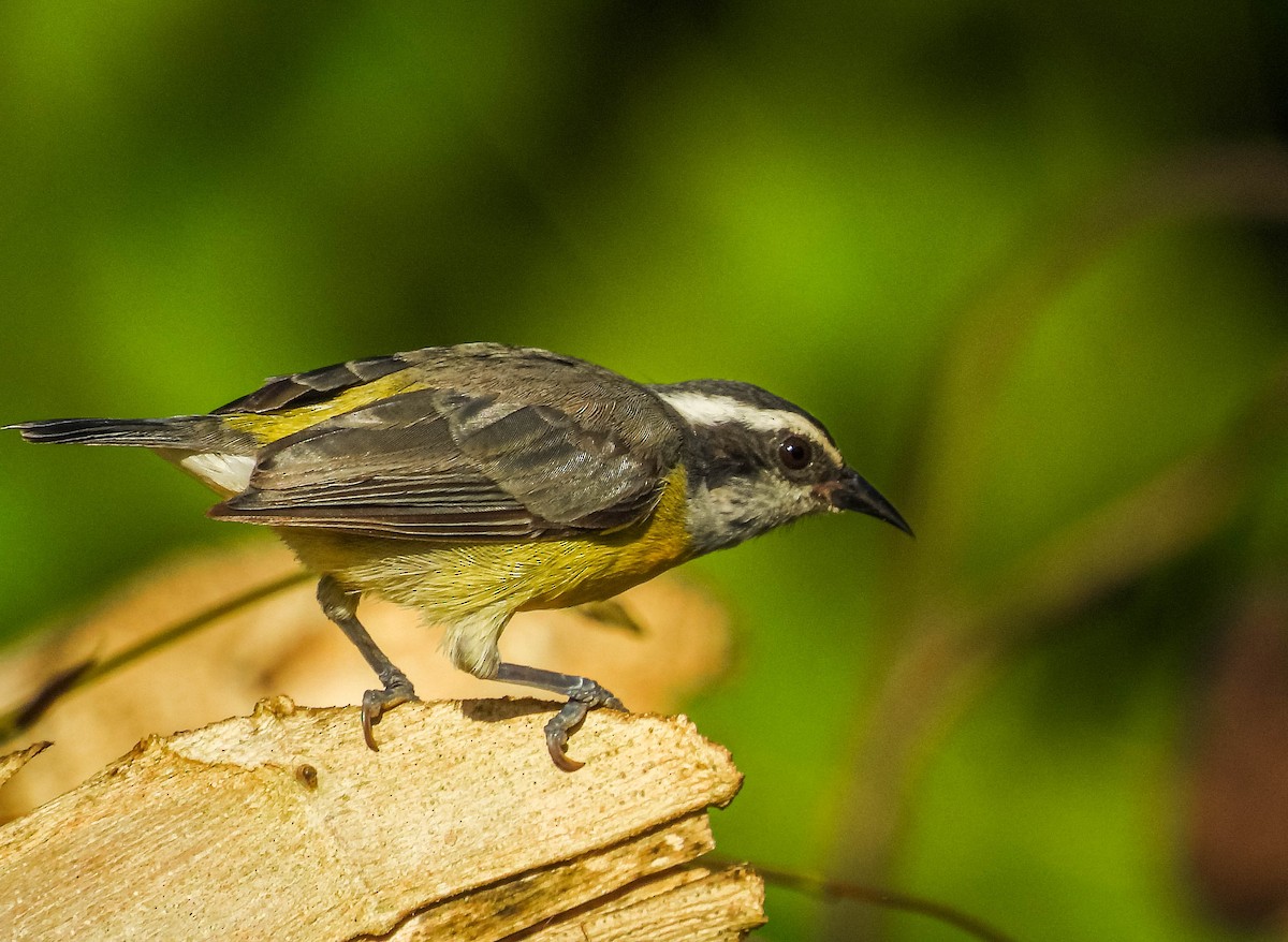 Bananaquit - ML638295355