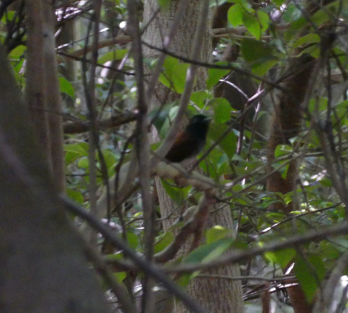 Black Paradise-Flycatcher - ML638295358