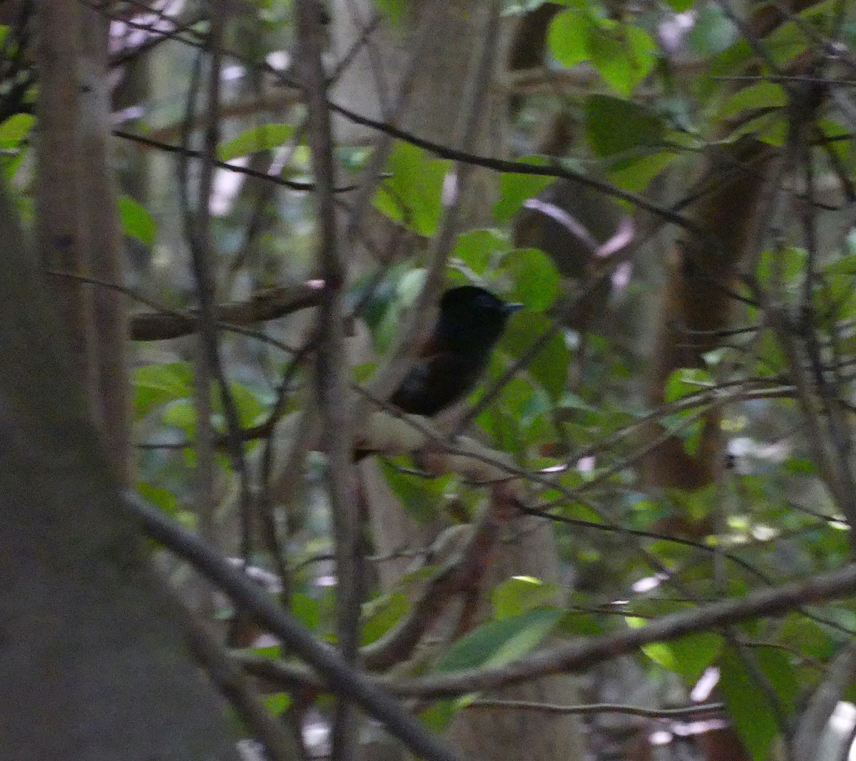Black Paradise-Flycatcher - ML638295359