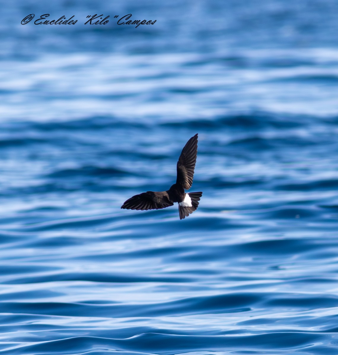 Wedge-rumped Storm-Petrel - ML638295363