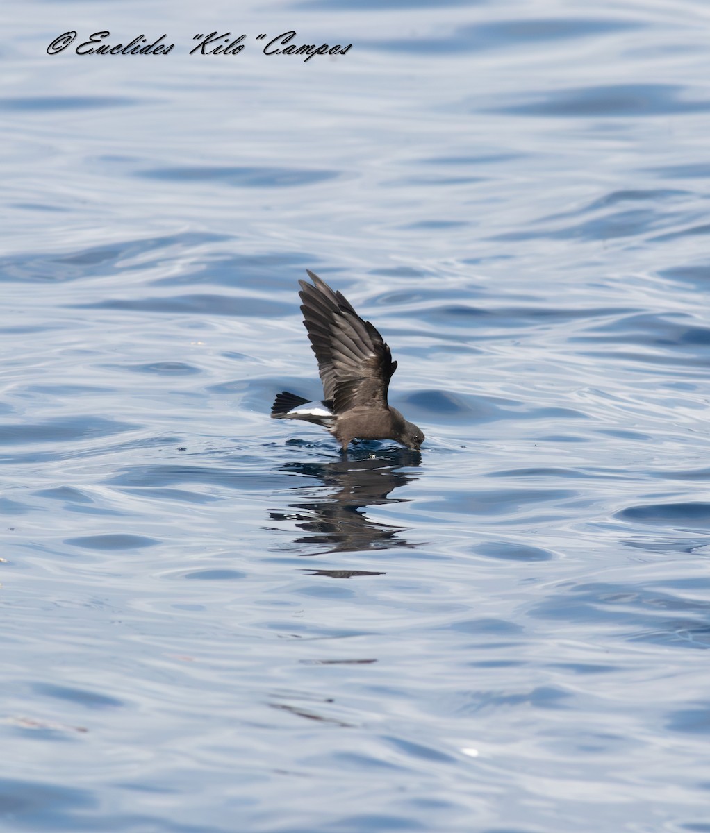 Wedge-rumped Storm-Petrel - ML638295364
