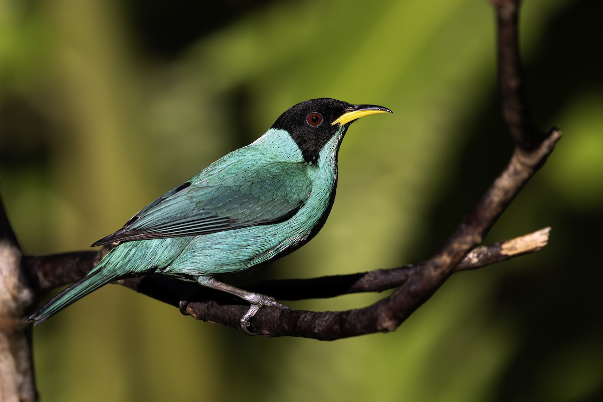 Green Honeycreeper - ML638295366