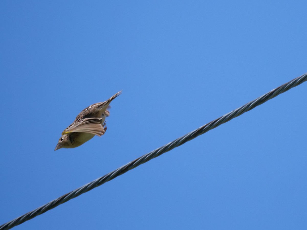 Grasshopper Sparrow - ML638295369