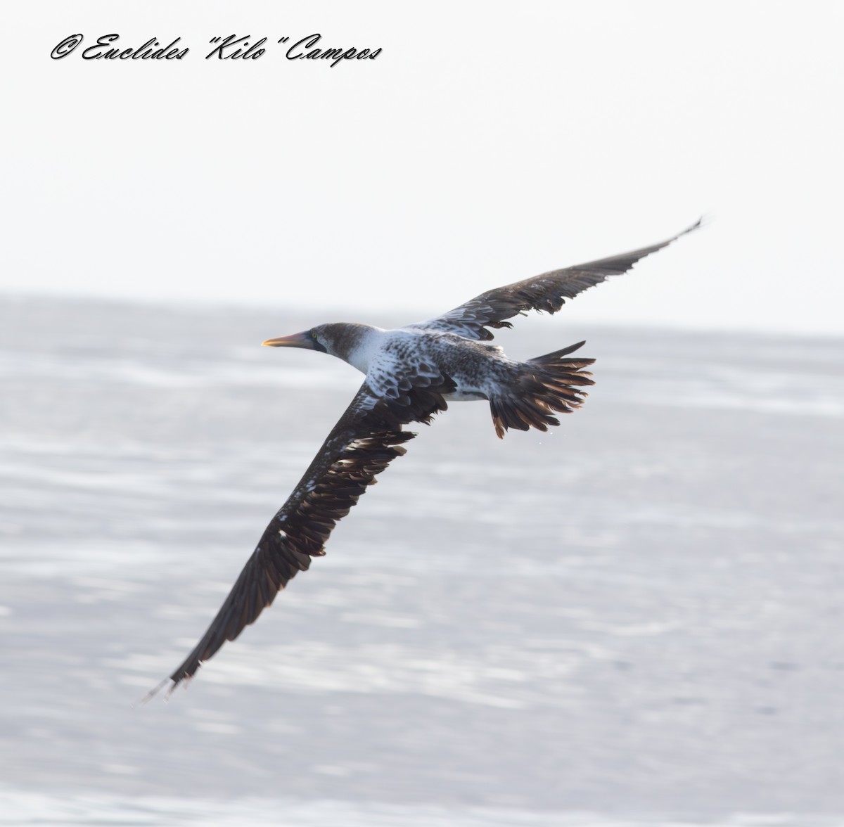 Nazca Booby - ML638295370