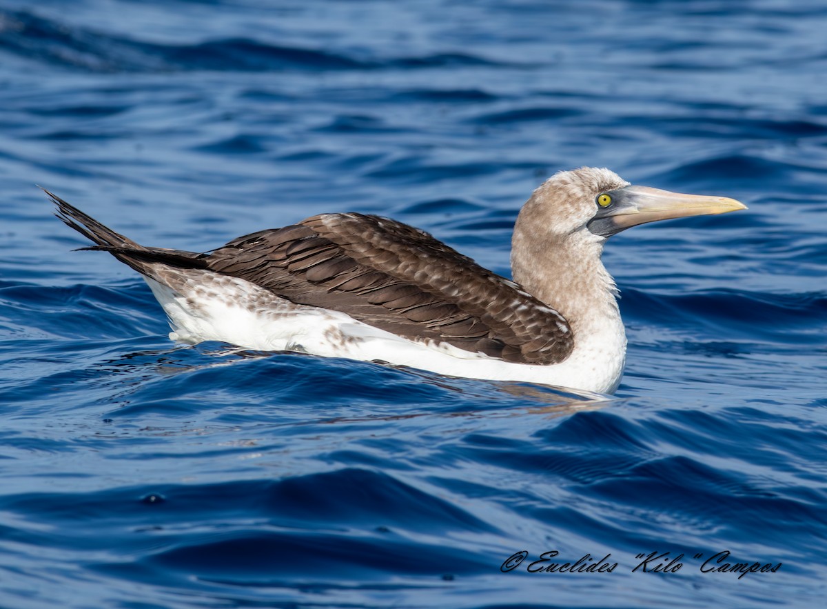 Nazca Booby - ML638295372