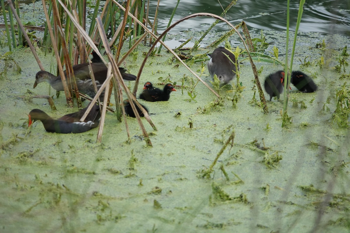 Common Gallinule - ML638295373