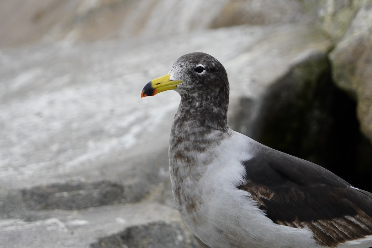 Belcher's Gull - ML638295376