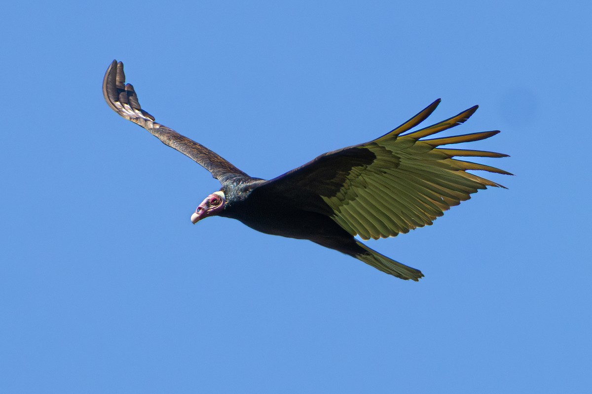 Turkey Vulture - ML638295390