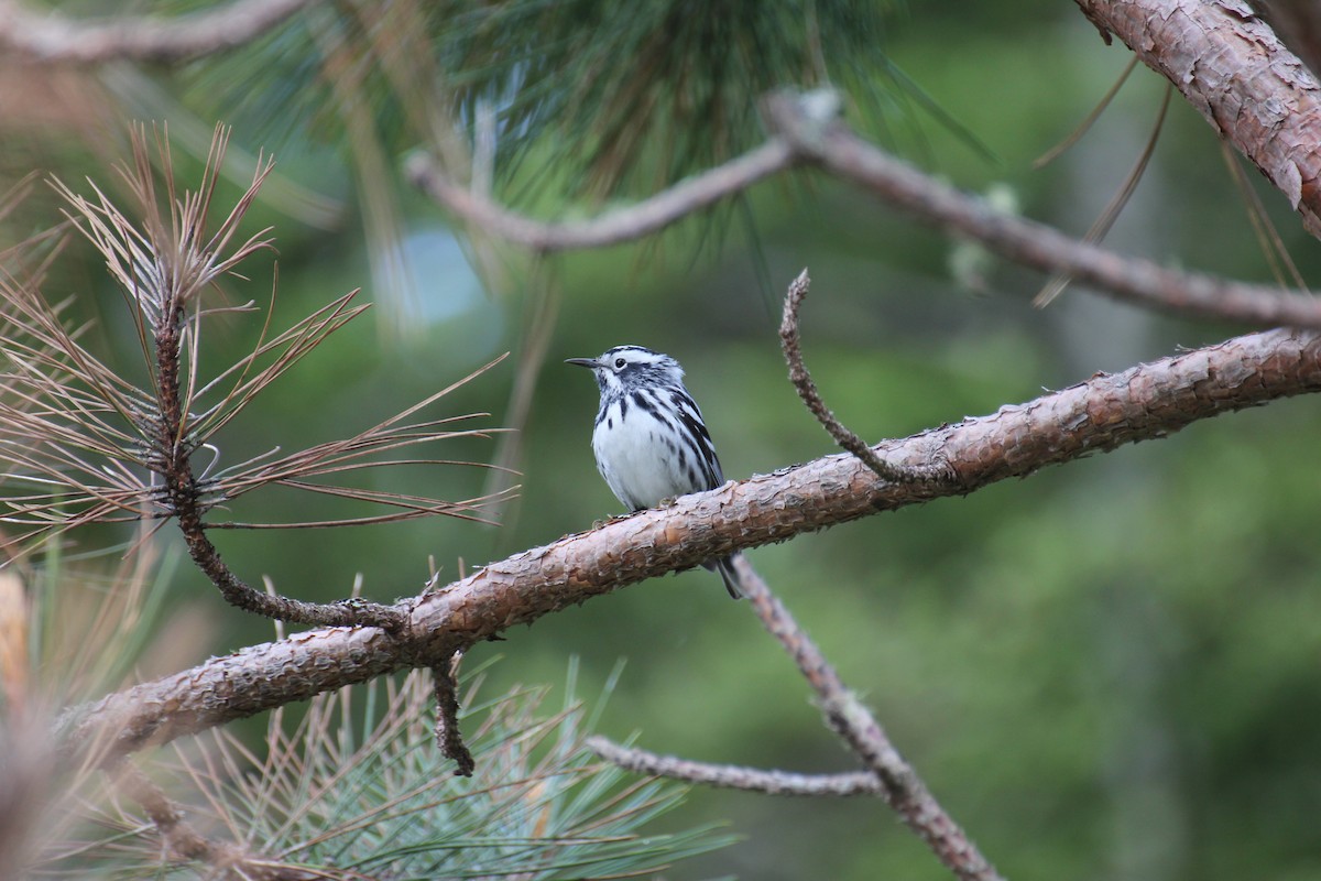 Black-and-white Warbler - ML638295399