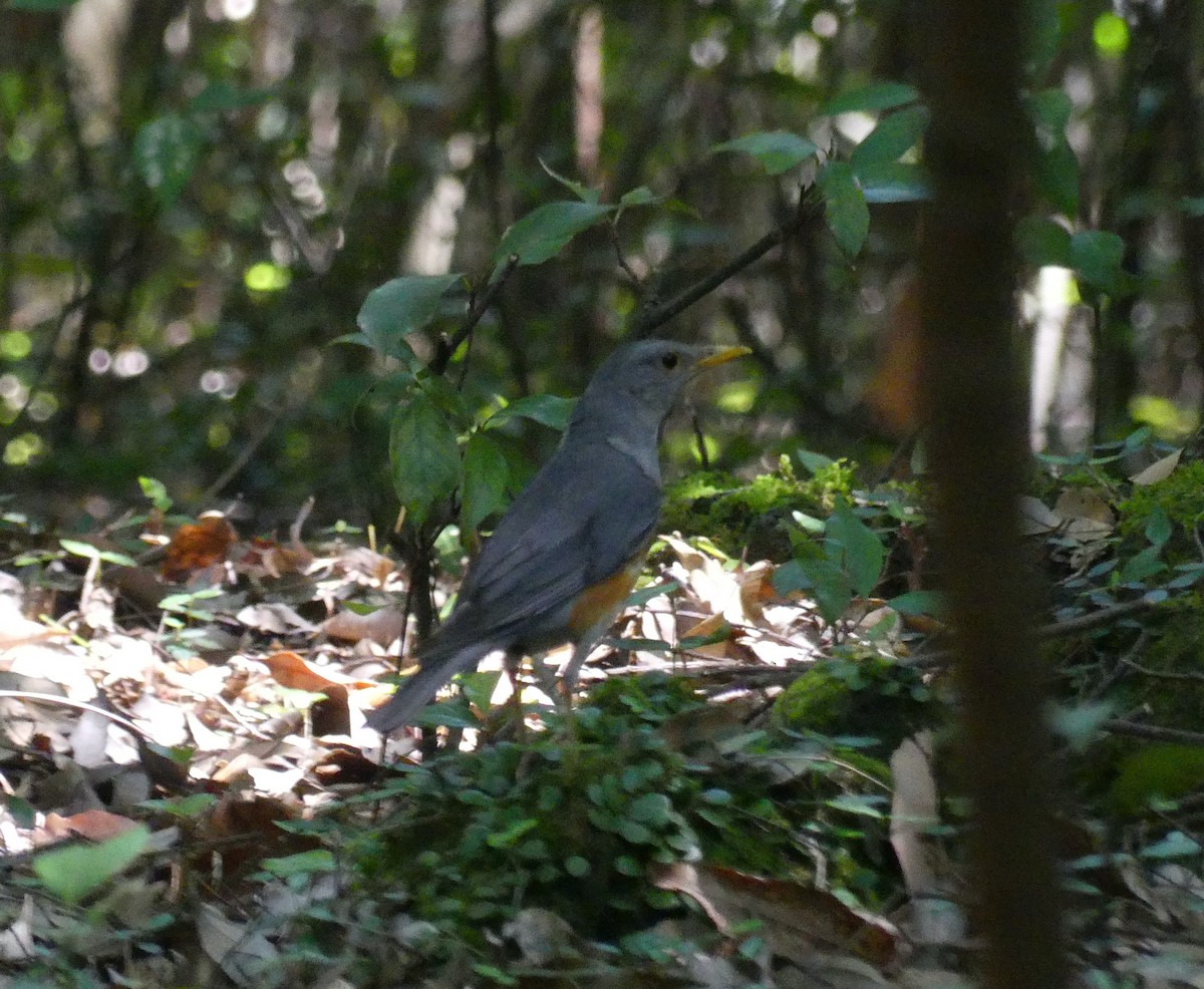 カラアカハラ - ML638295403