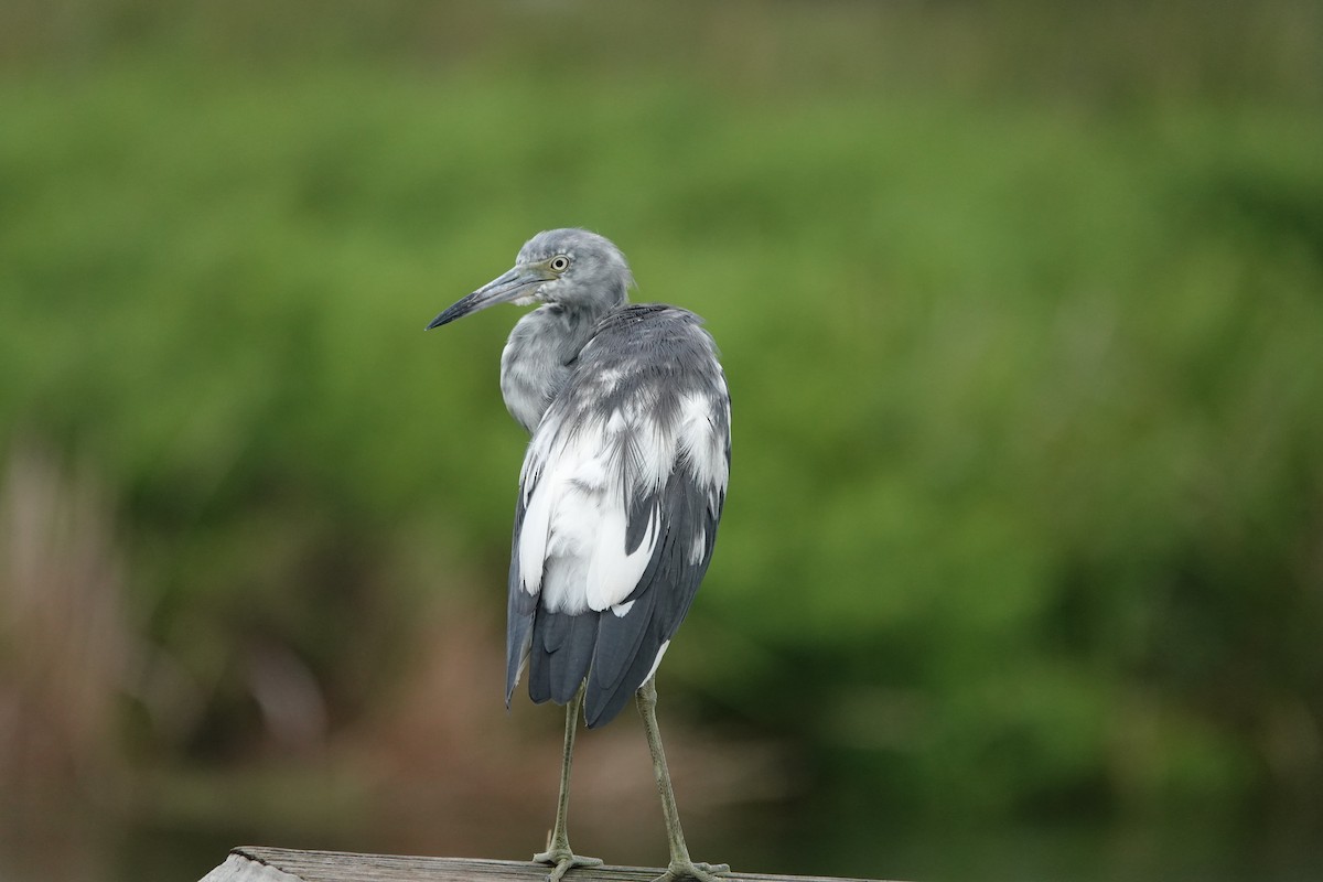 Little Blue Heron - ML638295416