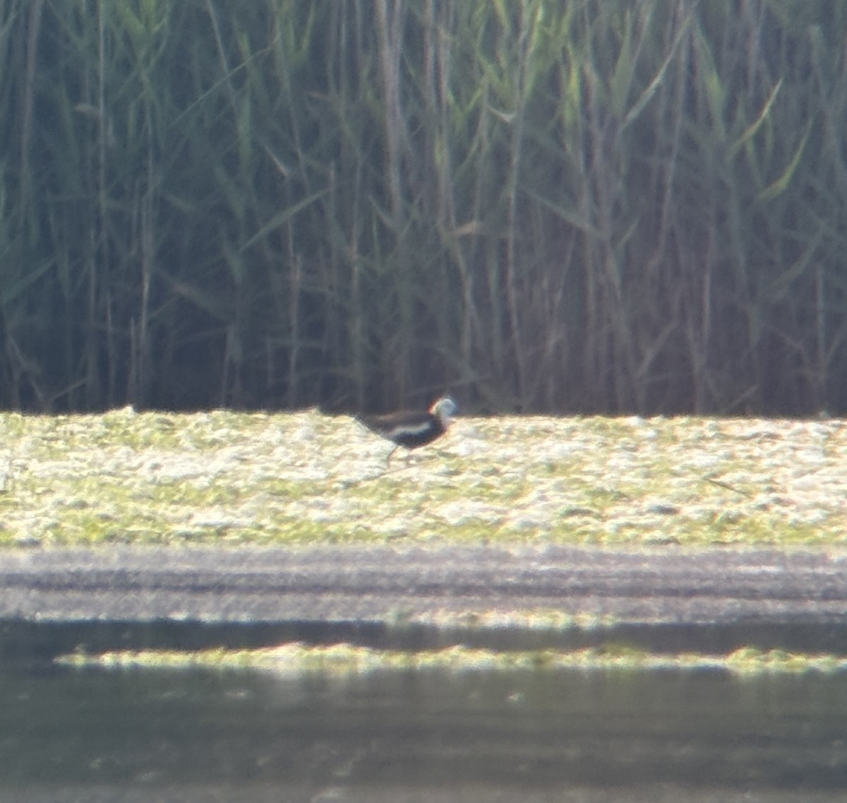 Pheasant-tailed Jacana - ML638295418
