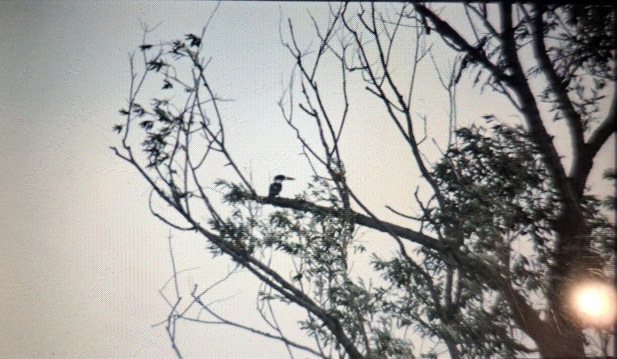 Belted Kingfisher - ML638295419