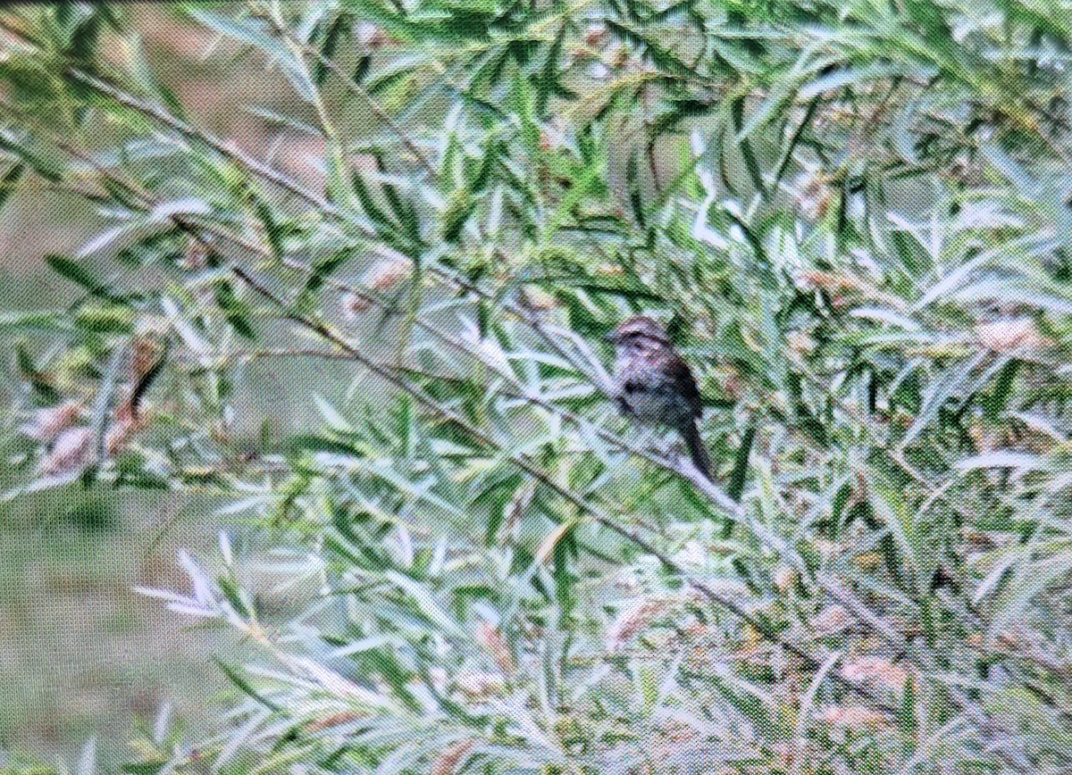 Song Sparrow - ML638295425