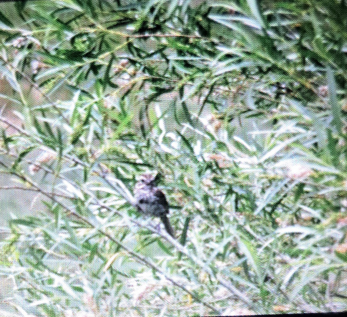 Song Sparrow - ML638295429