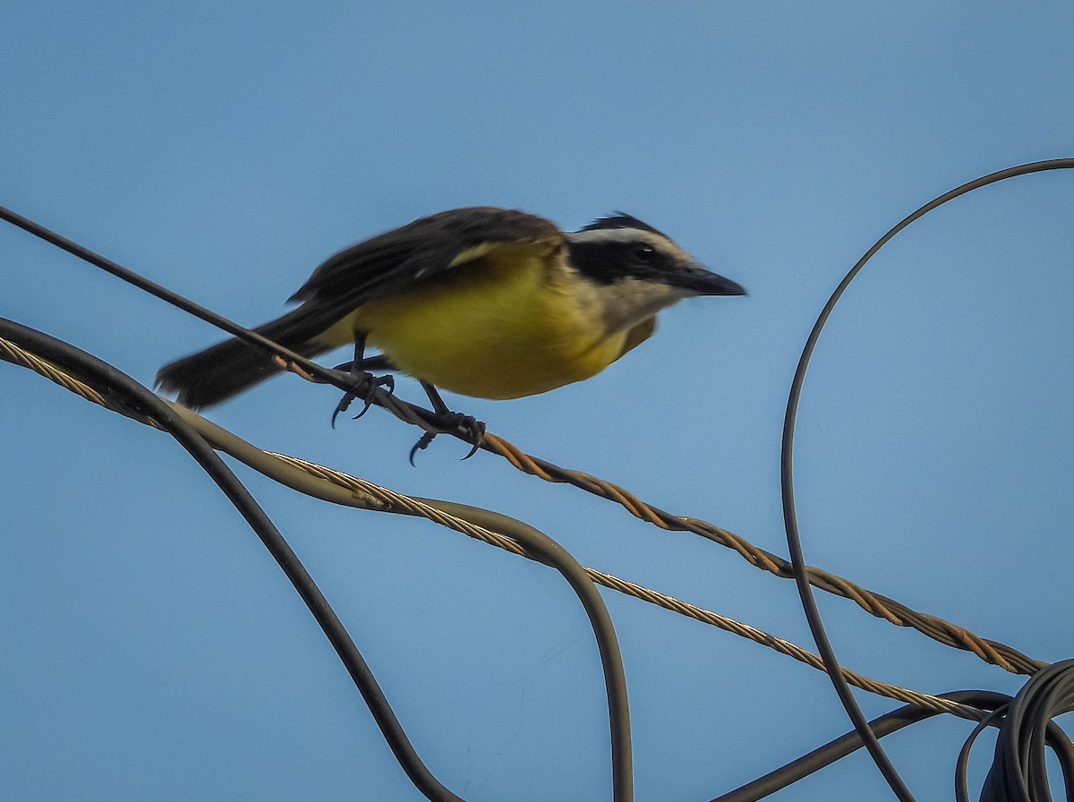 Lesser Kiskadee - ML638295434