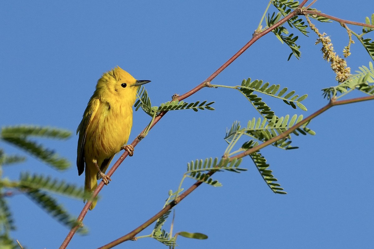 Yellow Warbler - ML638295442