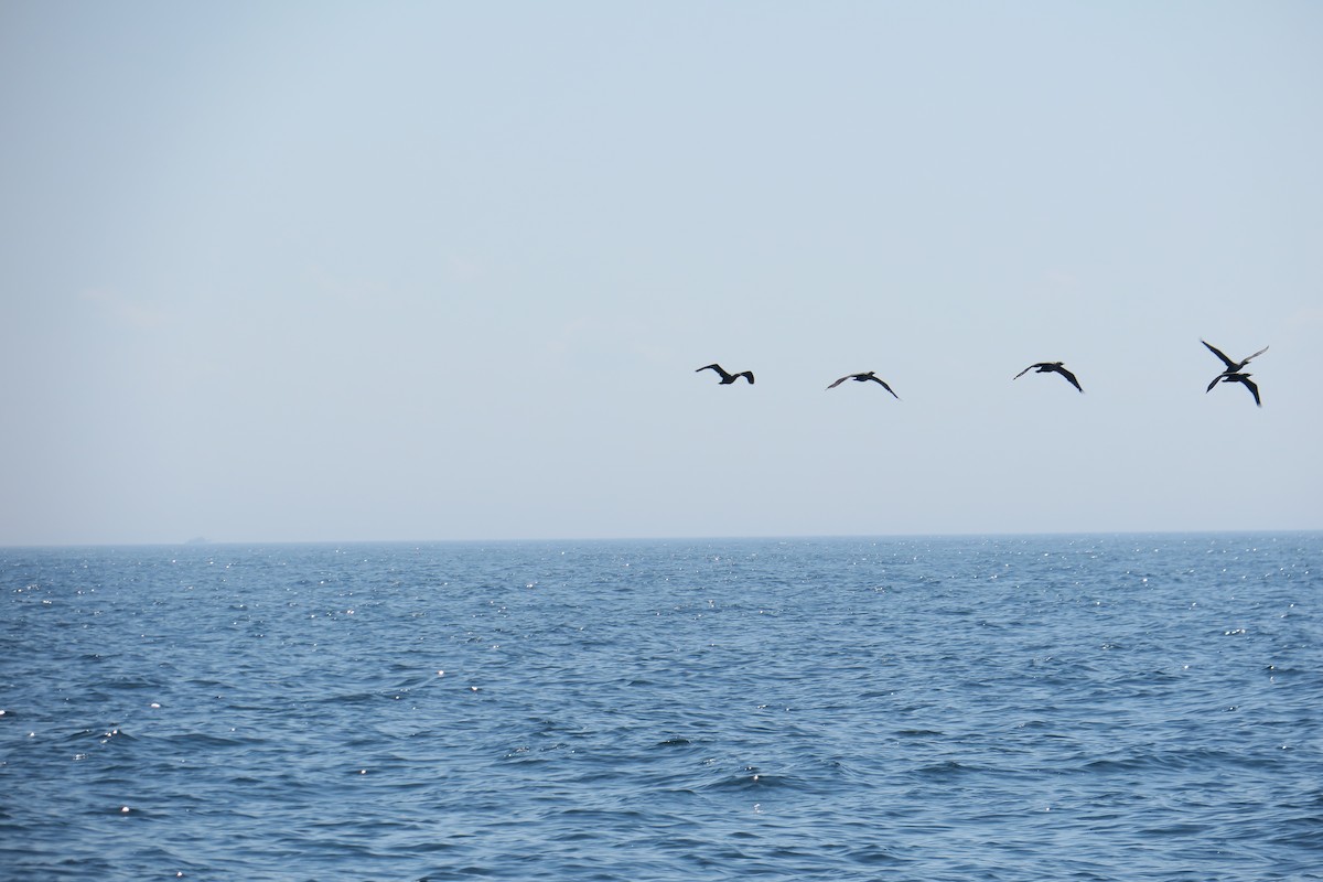 Cormorán Orejudo - ML638295448