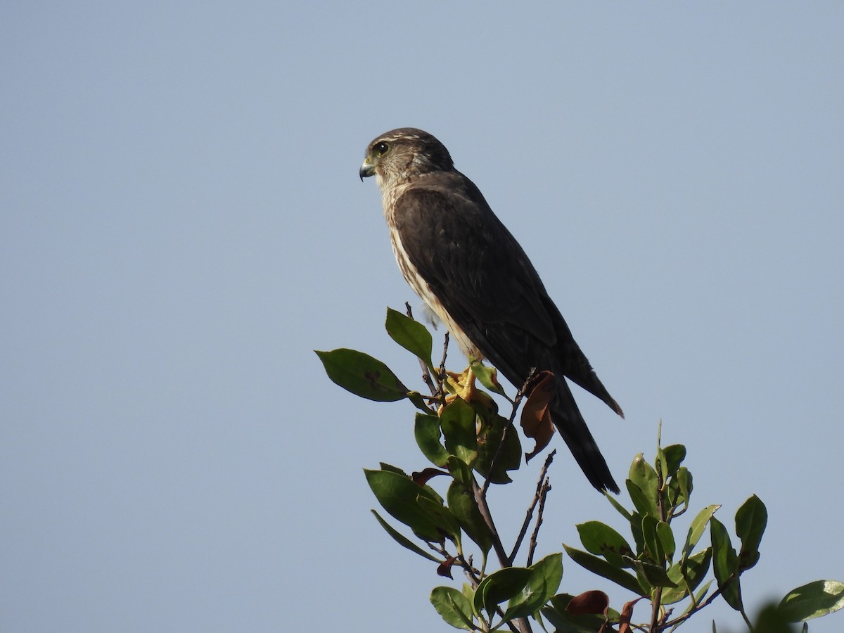 Merlin (Taiga) - ML638295450