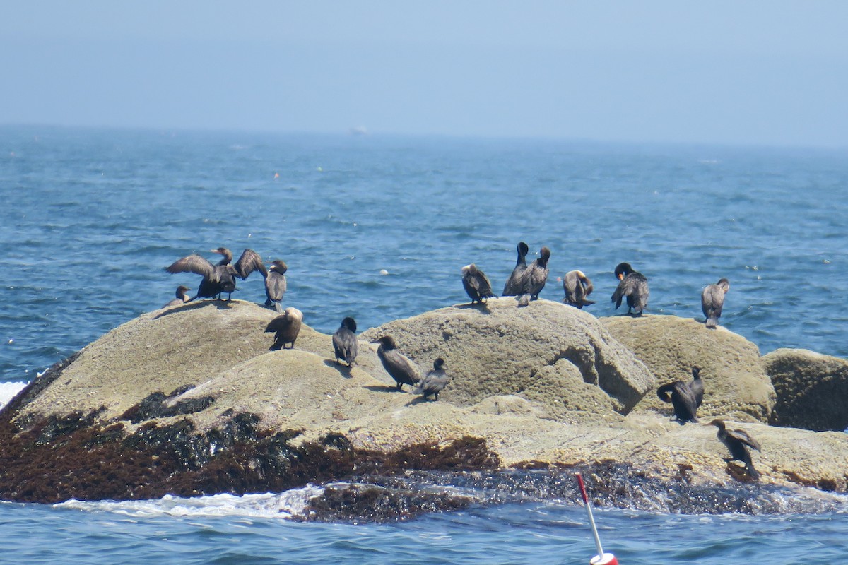 Cormorán Orejudo - ML638295462