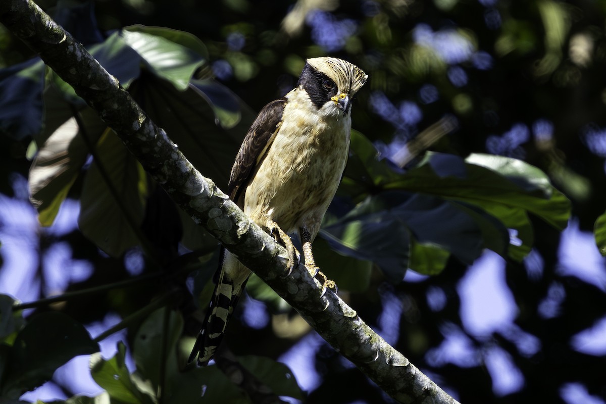 Laughing Falcon - ML638295464