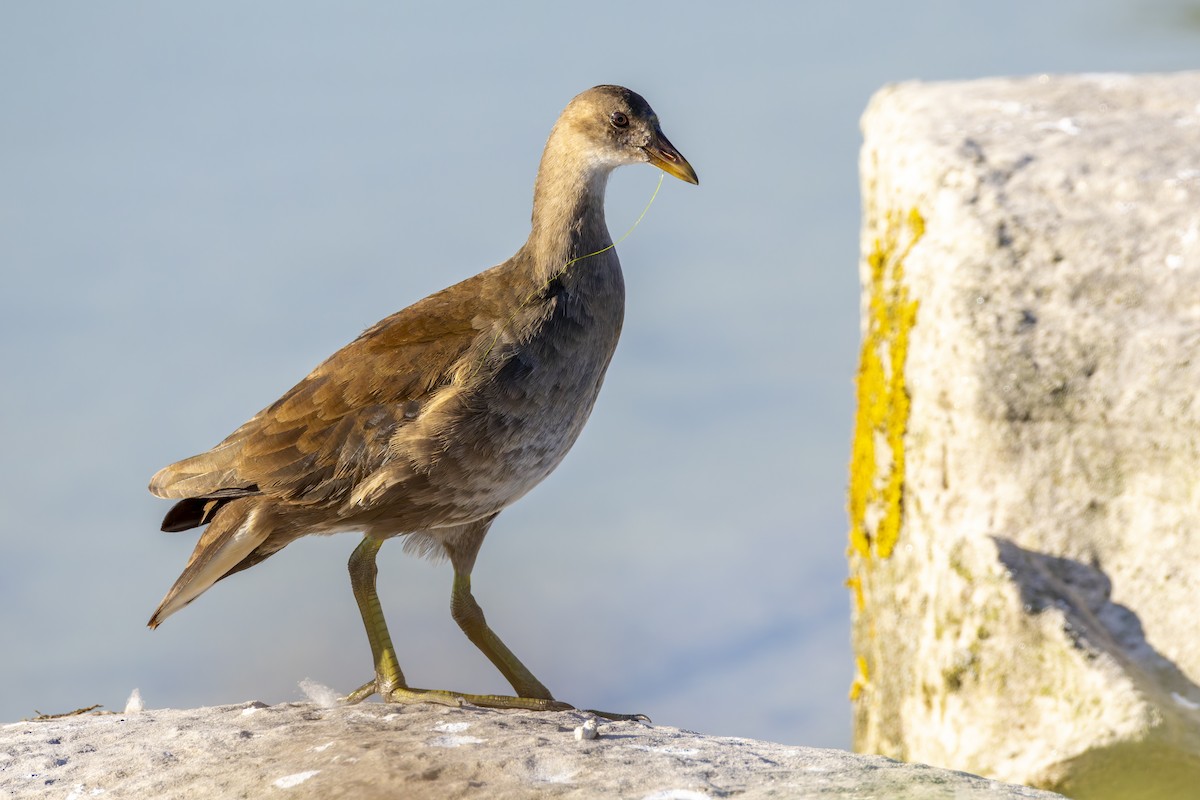Eurasian Moorhen - ML638295465