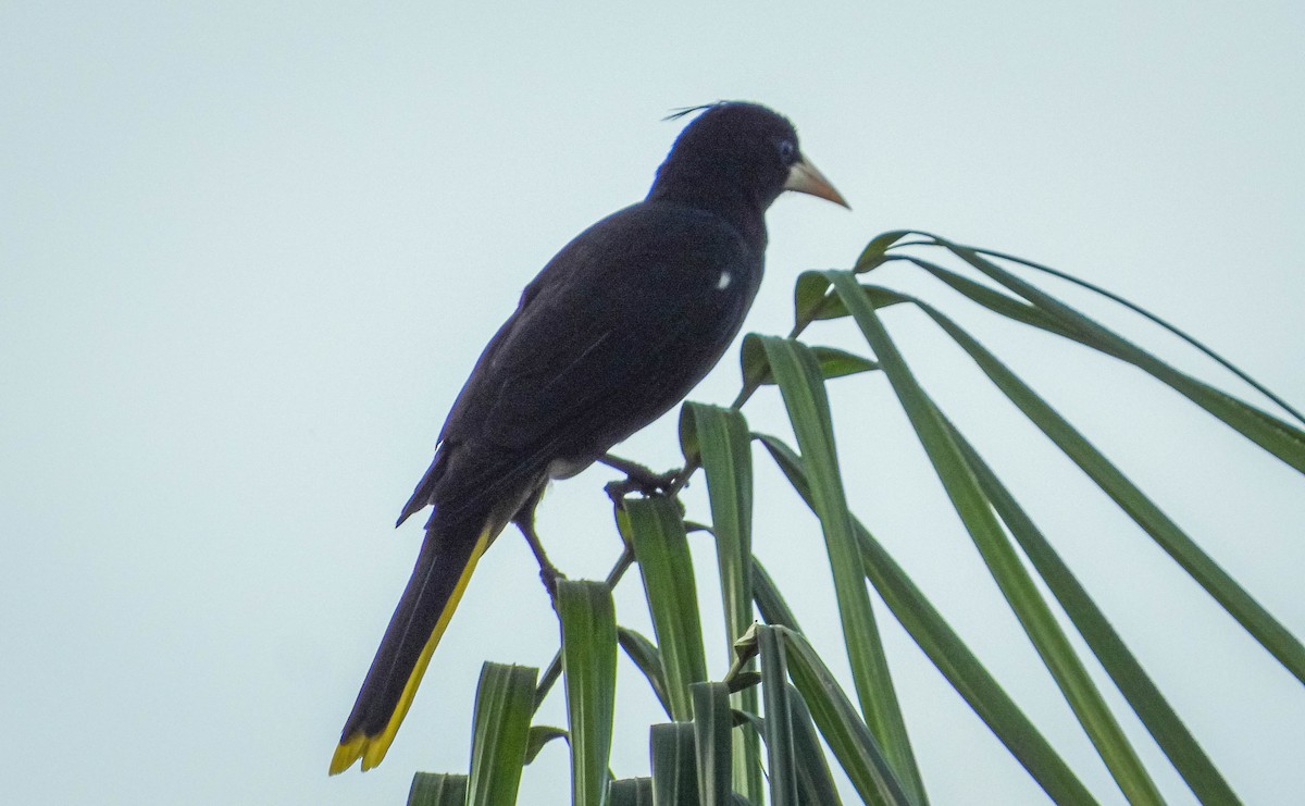 Crested Oropendola - ML638295466