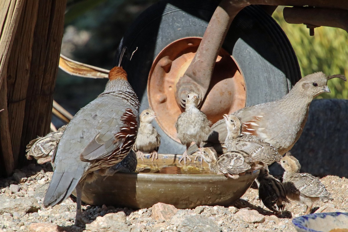 Gambel's Quail - ML638295471