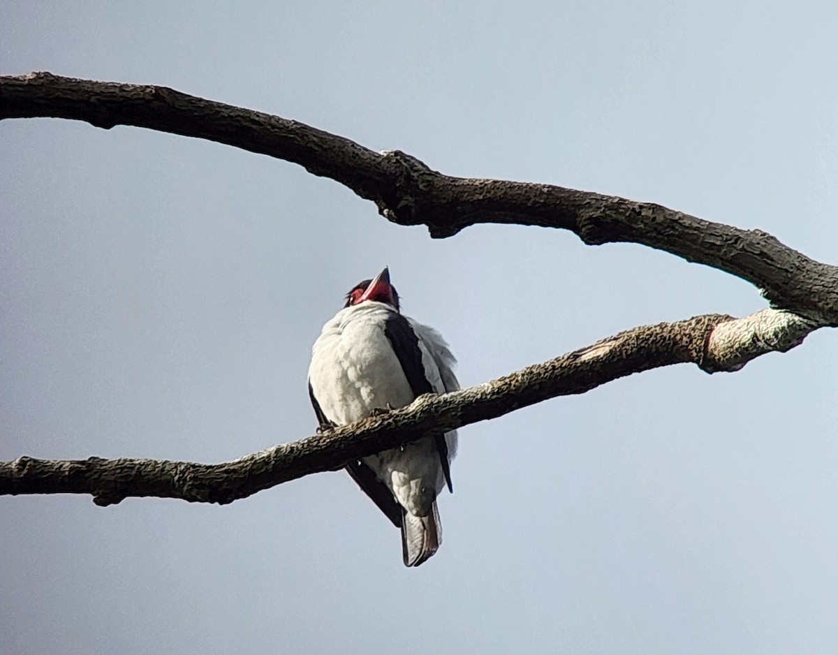 Black-tailed Tityra - ML638295473