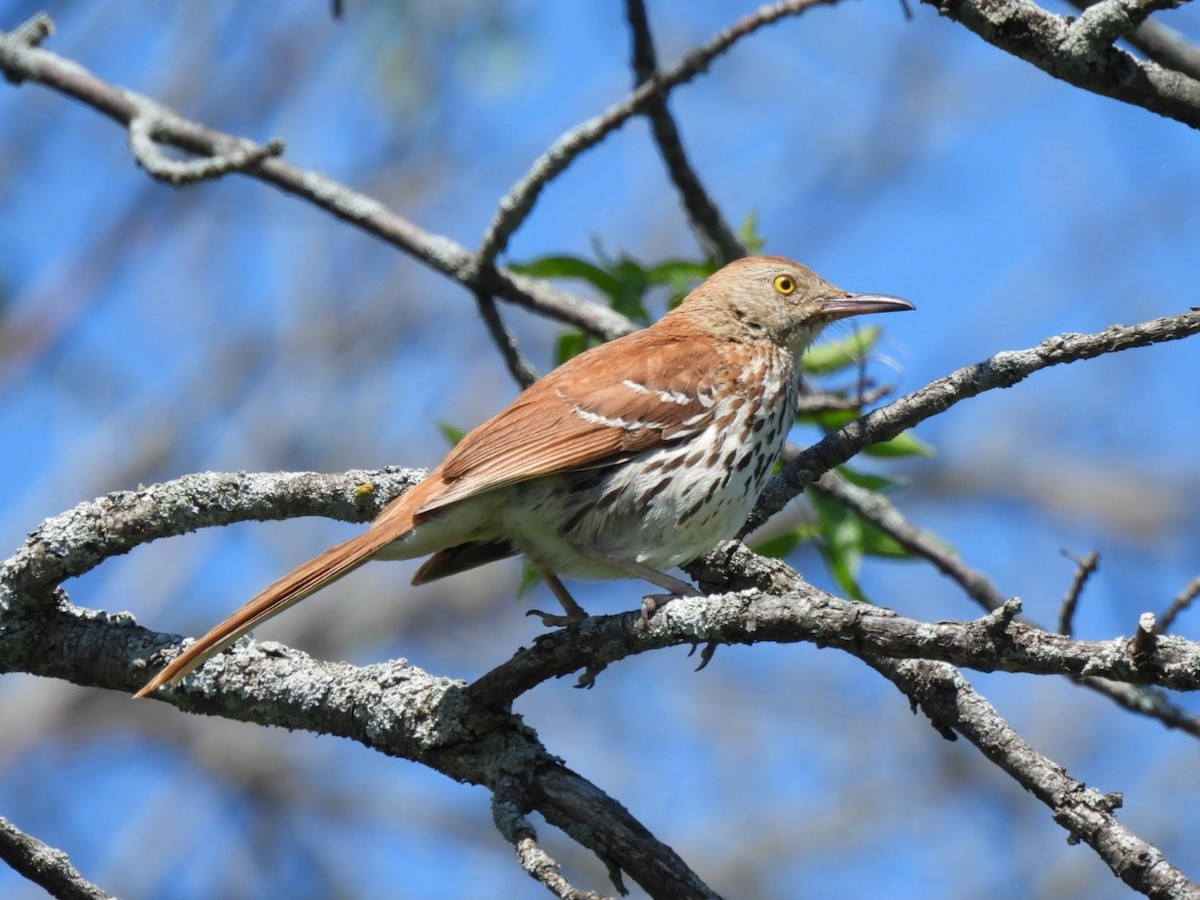 Brown Thrasher - ML638295479