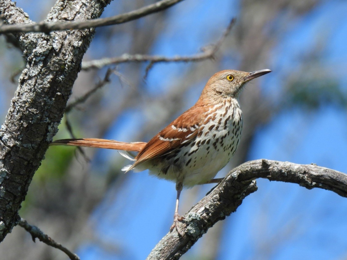 Brown Thrasher - ML638295480