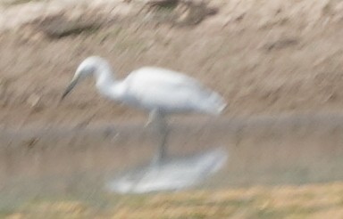 Snowy Egret - ML638295482