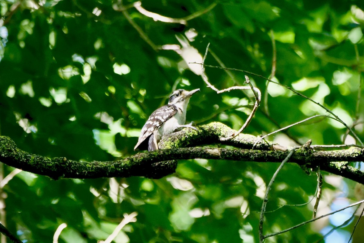 Hairy Woodpecker - ML638295484