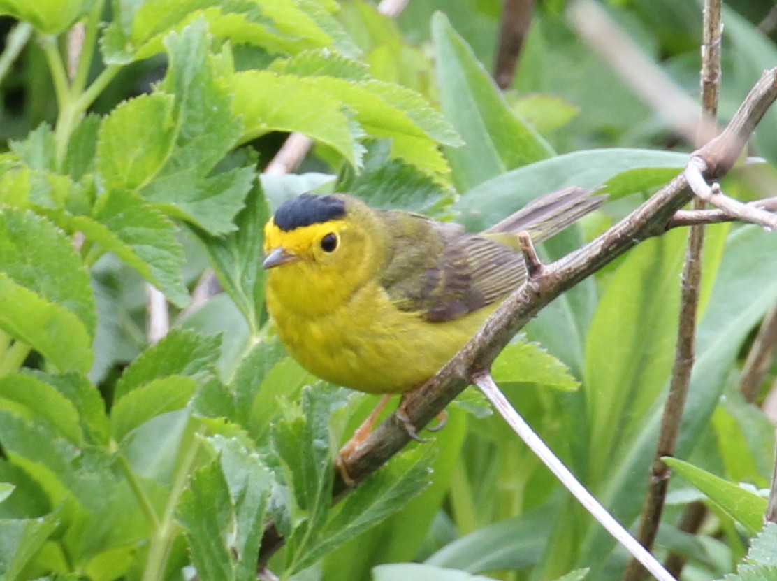 Wilson's Warbler - ML638295486
