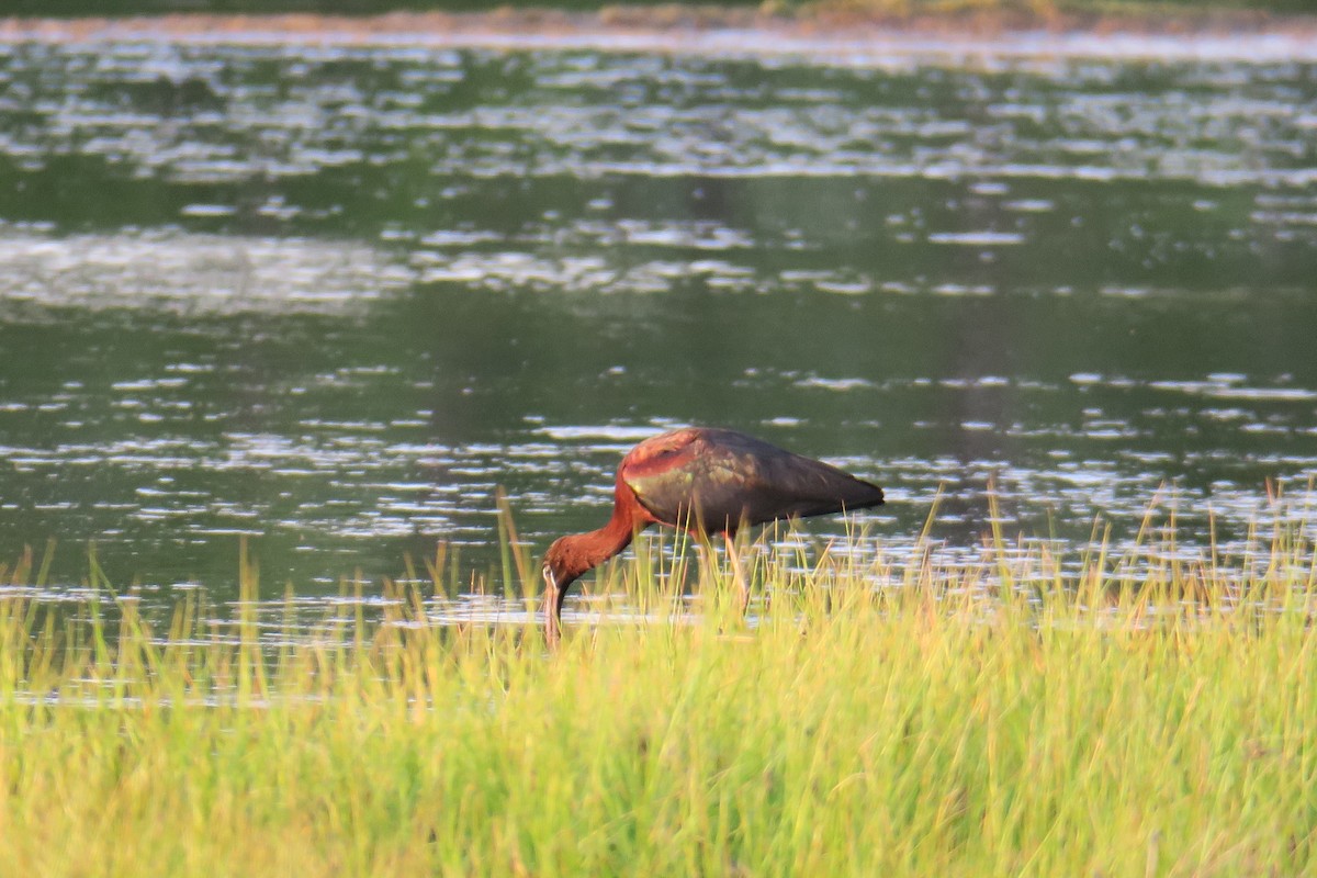 bronseibis - ML638295487