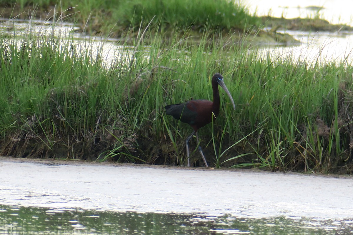 bronseibis - ML638295488