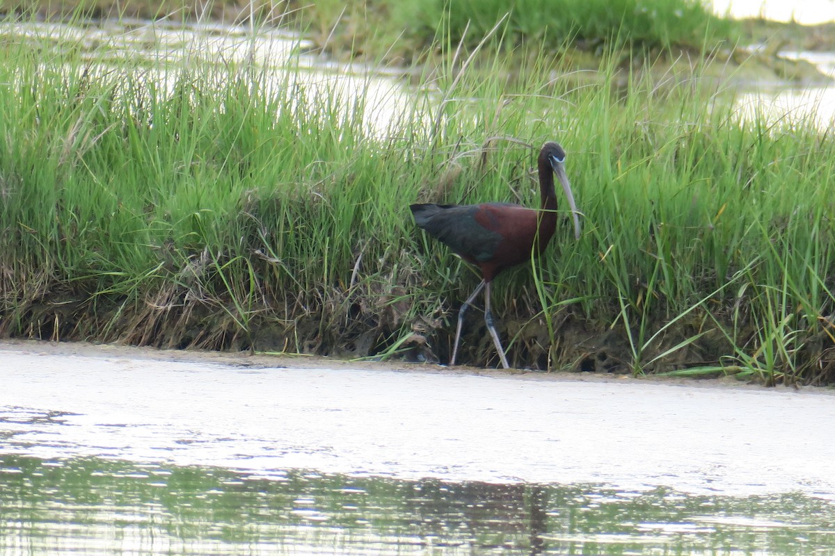 bronseibis - ML638295489