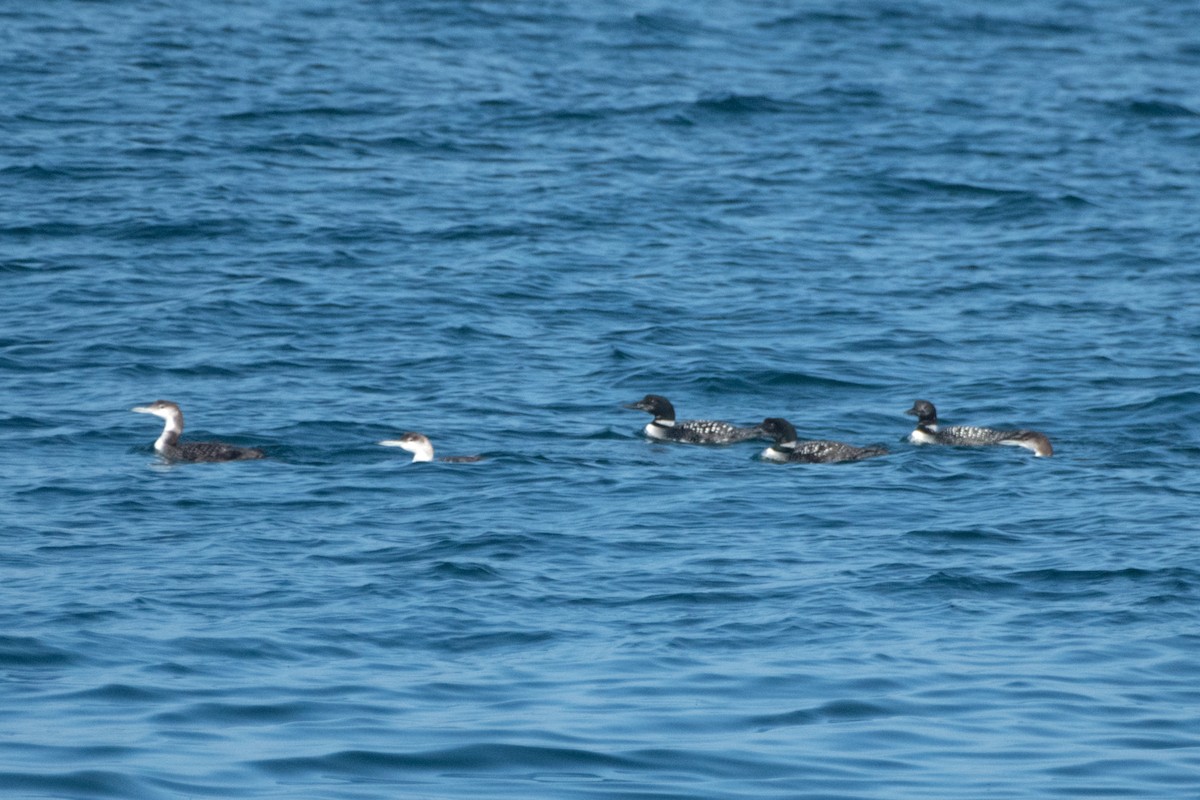 Common Loon - ML638295494