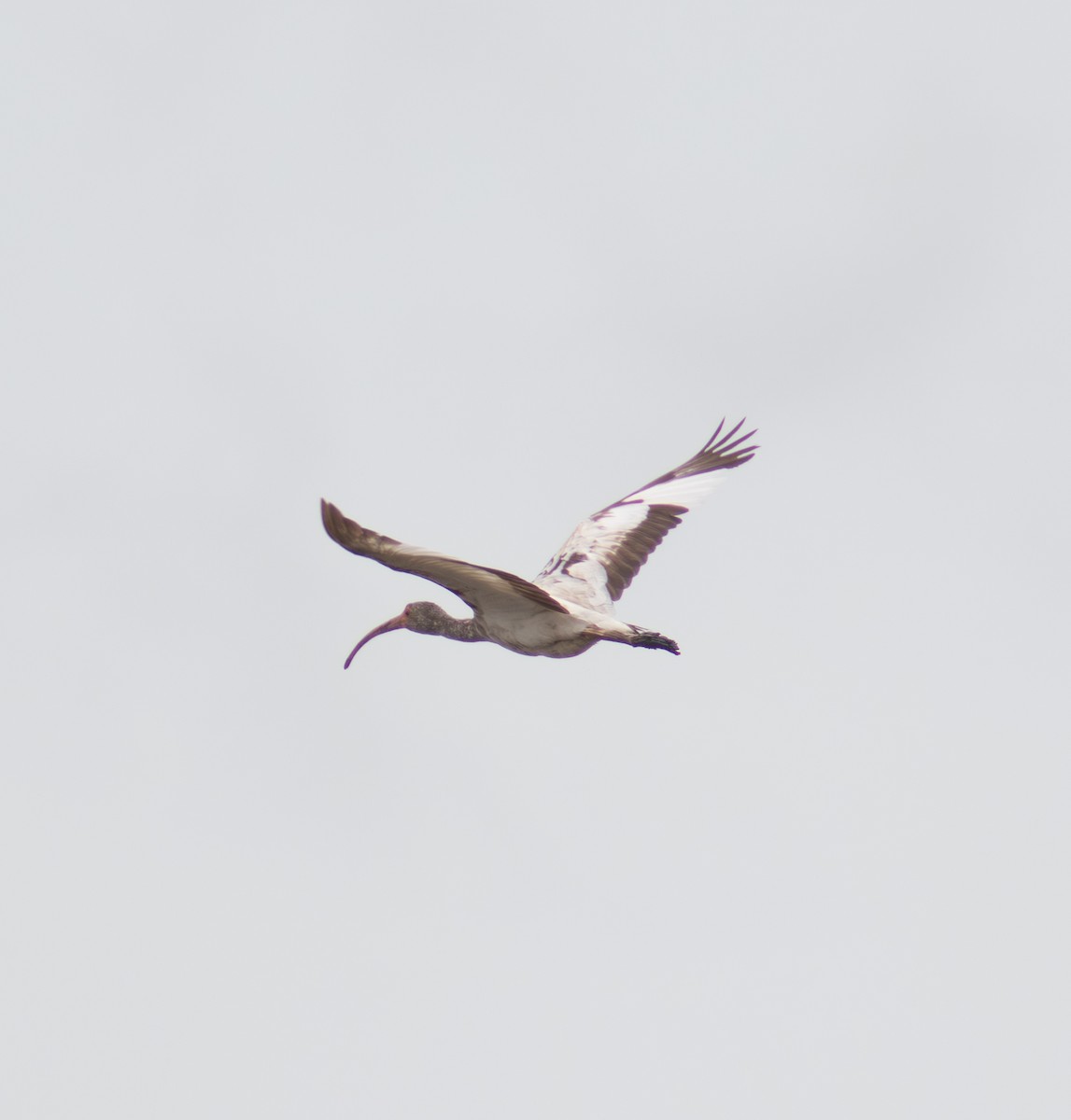 ibis bílý - ML638295500