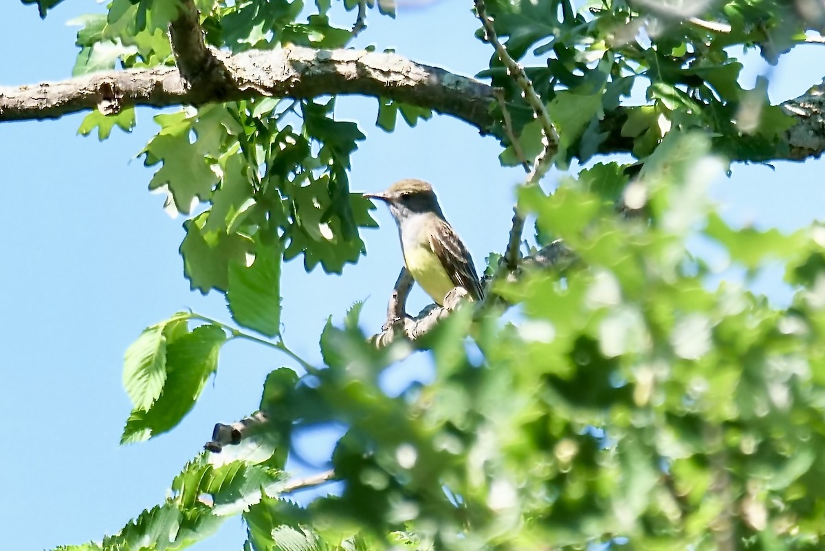 Great Crested Flycatcher - ML638295502