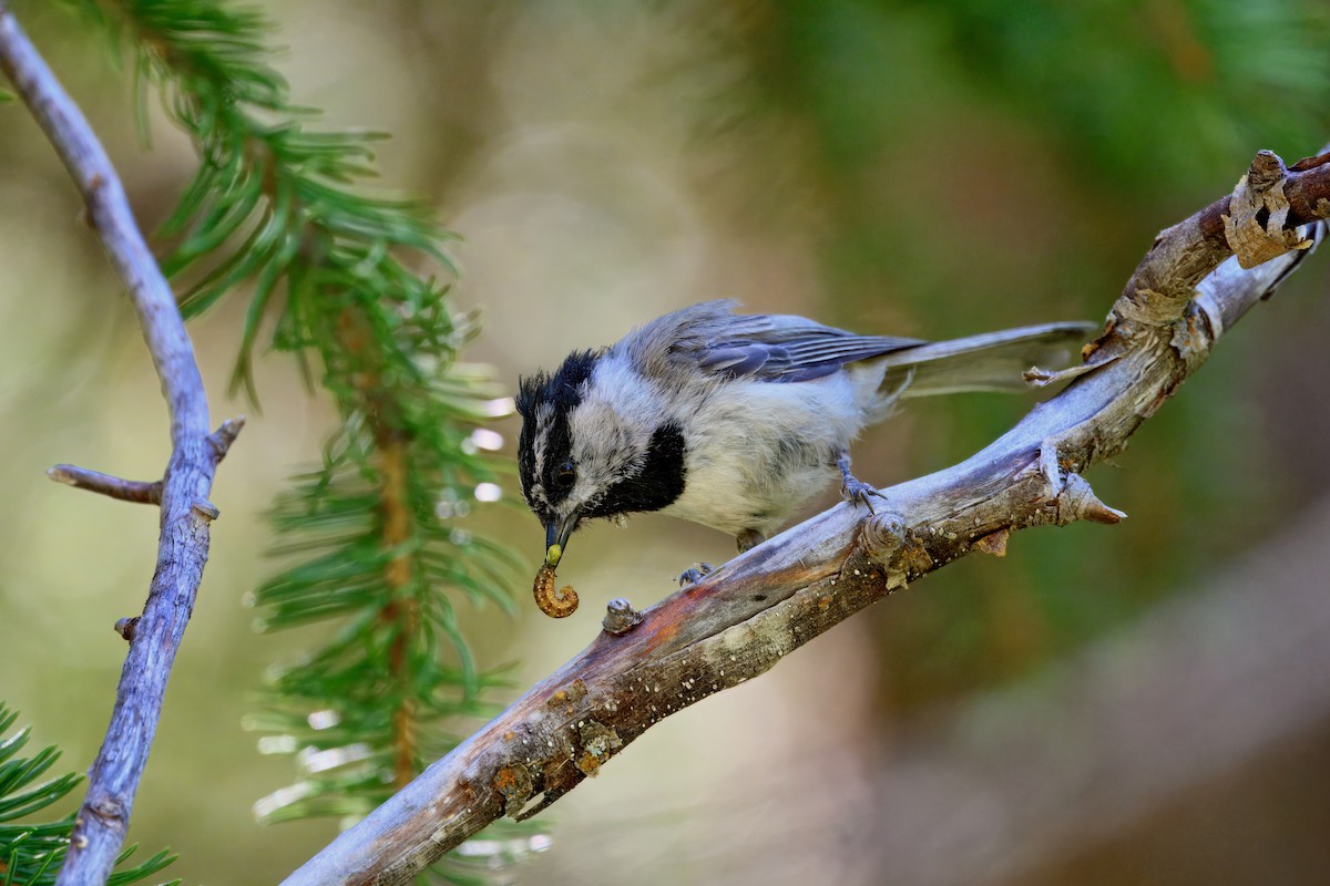 Mountain Chickadee - ML638295507