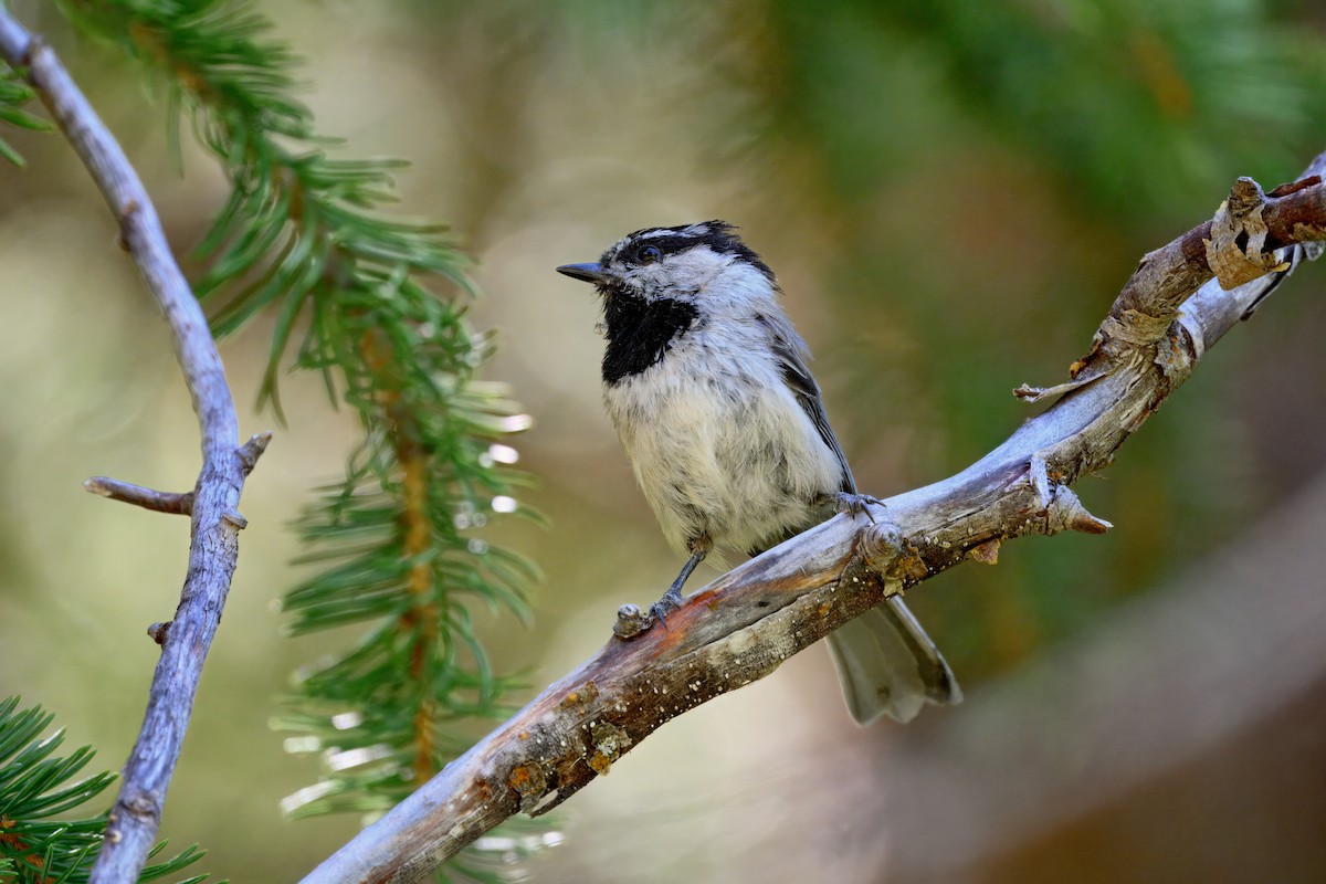 Mountain Chickadee - ML638295514