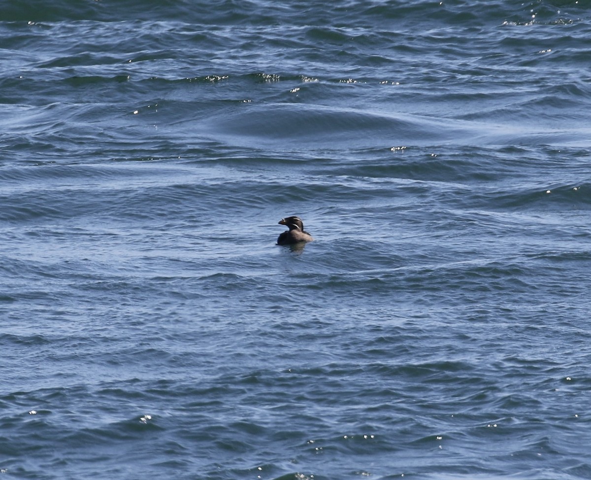 Rhinoceros Auklet - ML638295516