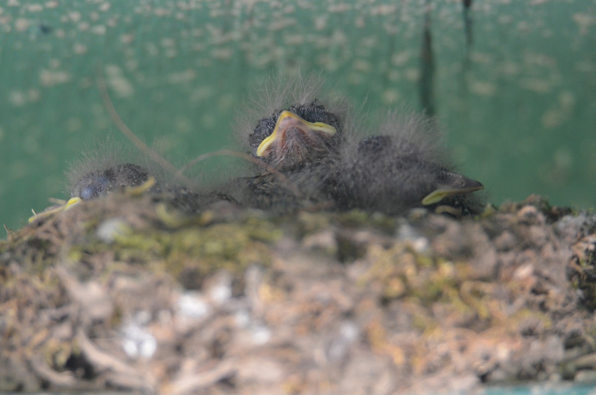Eastern Phoebe - ML638295520