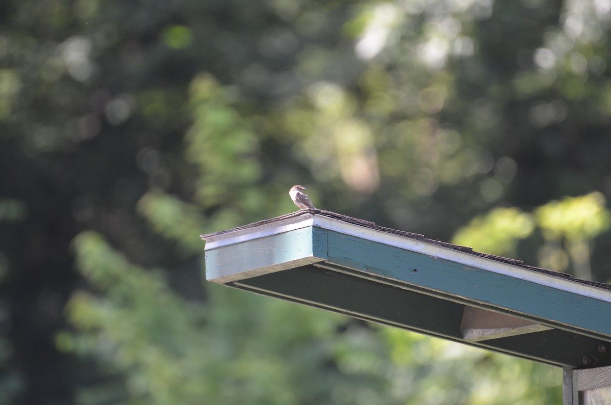 Eastern Phoebe - ML638295521