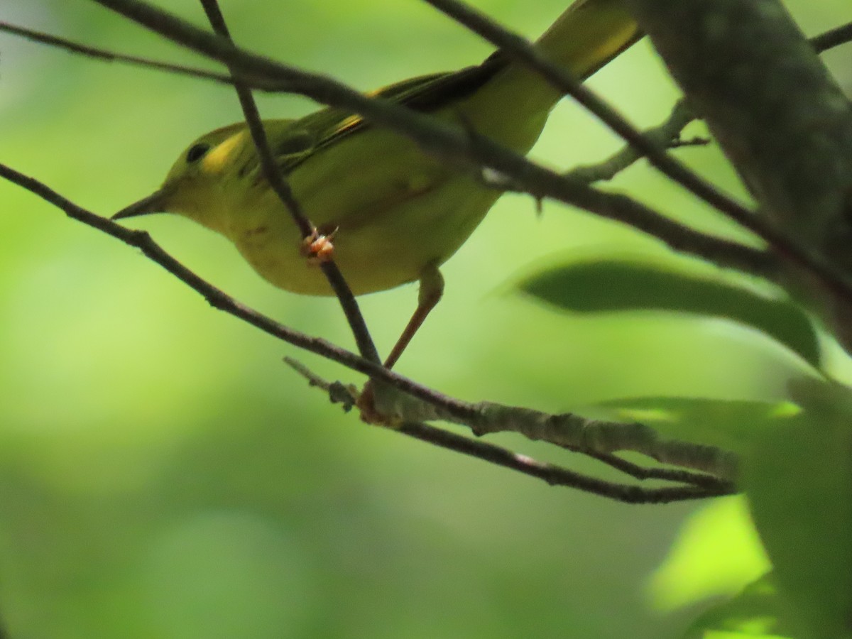Yellow Warbler - ML638295525