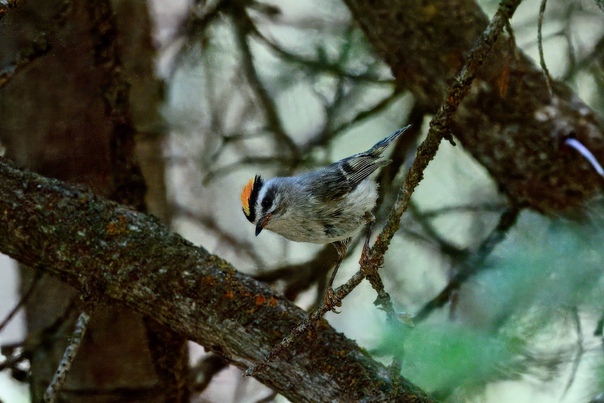 Golden-crowned Kinglet - ML638295527