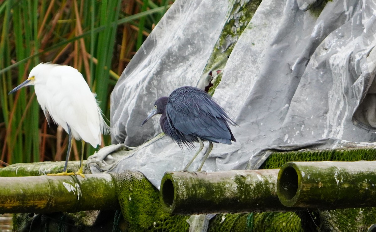 Little Blue Heron - ML638295534