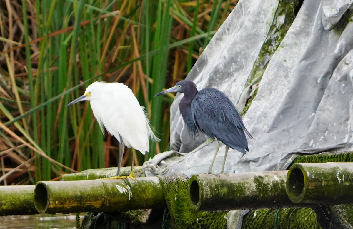 Little Blue Heron - ML638295535