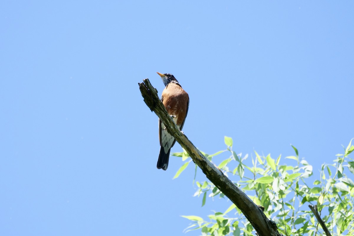 American Robin - ML638295542
